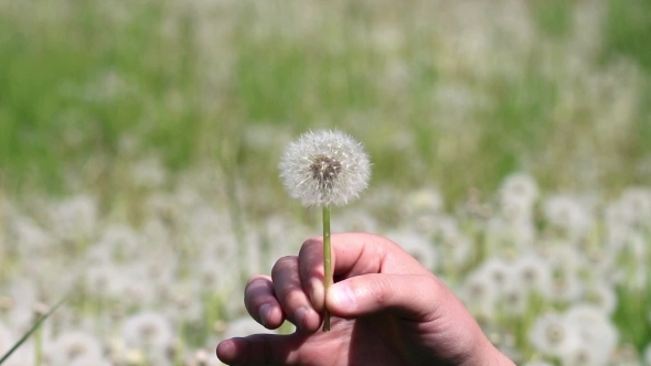 Man Is Blowing On Dandelion On Sunny Day