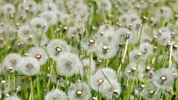 Overblown White Dandelions On Sunny Day