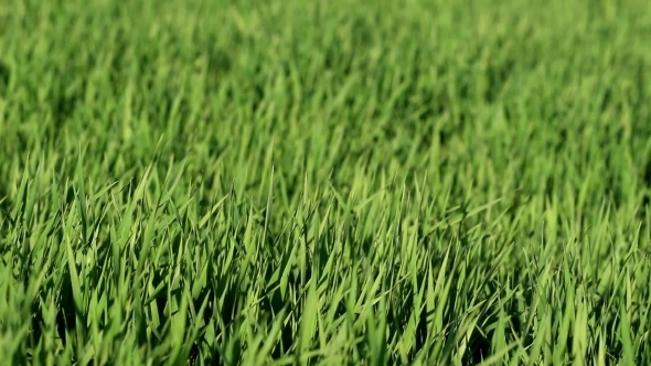 Field Of Young Wheat On Windy Sunny Day As