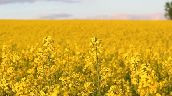 Blooming Rapeseed Field At Sunset