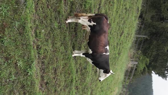 Ukraine Carpathians Cow in the Mountains