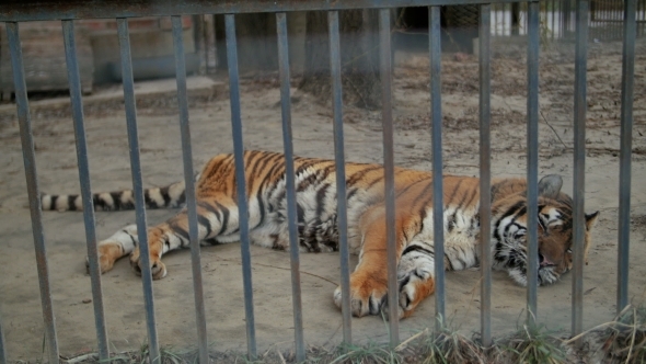 Tiger In The Zoo Cage
