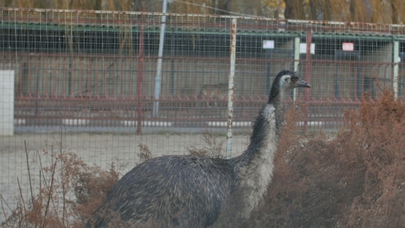 Ostrich Walk In The Zoo