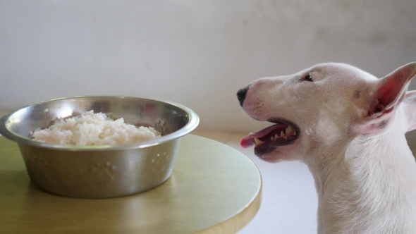 Hungry Dog Looking At Bowl Waiting For Feeding