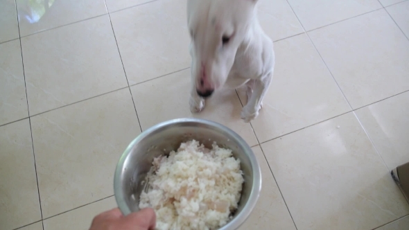 Hungry Bull Terrier Dog Waiting For Food