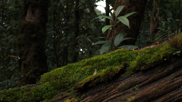 Moss In Forest