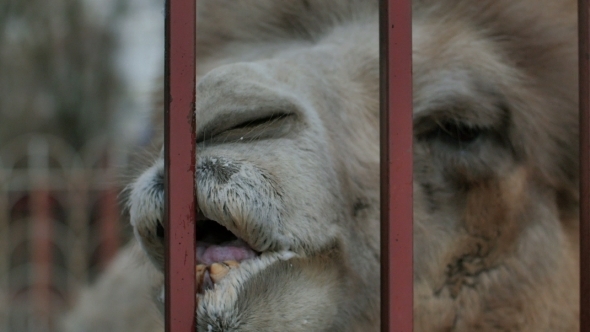 Fun Camel Chew Cage In The Zoo