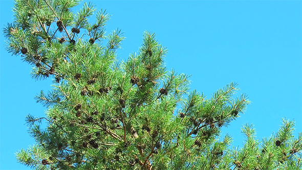 Many Cones on a Pine Tree With a Curved Trunk
