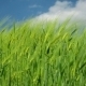  Field Of Green Ears - VideoHive Item for Sale