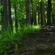 Footpath In a Dark Forest - VideoHive Item for Sale