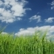 Fresh Green Grass - VideoHive Item for Sale