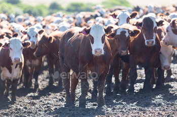 m land in Uruguay. This is the result of intensive livestock business in South America 2014.