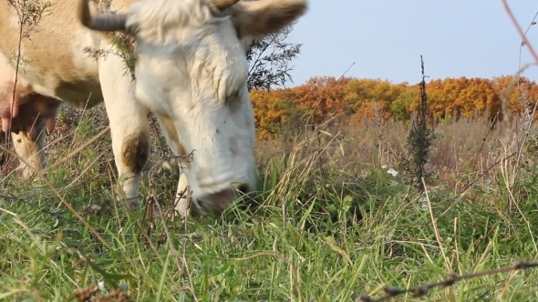 Cow Against a Pasture Of Fresh Grass 