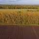 The Drone Is Flying Over the Forest Belt - VideoHive Item for Sale