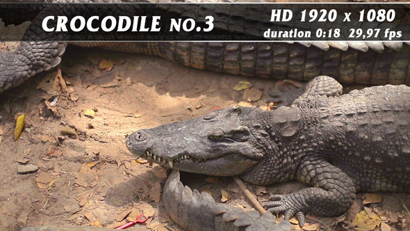 Crocodile No.3