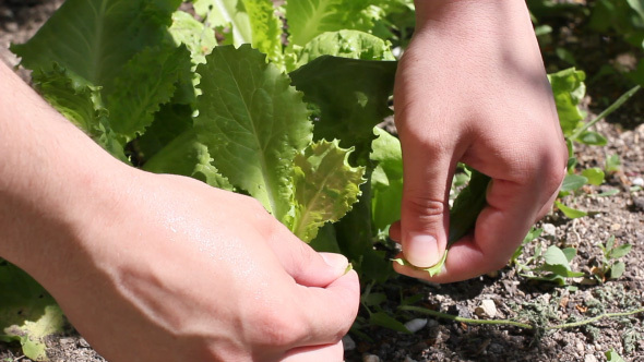 Hands Picking Fresh Salad Leaves In The Garden