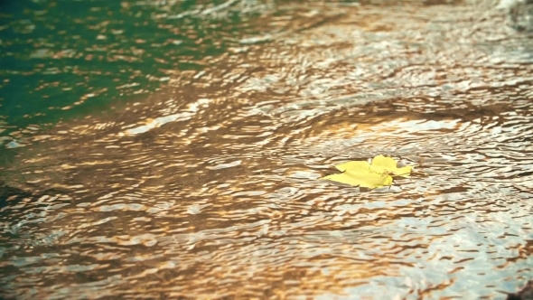 The Autumn Yellow Leaf Is Turned On Water Of The