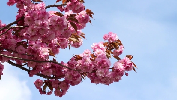 Branches Of The Sakura Blossoms Against The Blue