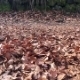 Legs Of a Man Walking On Fallen Leaves, Slow - VideoHive Item for Sale