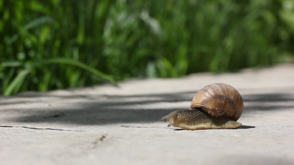 Garden Snail Slides Across The Cameras