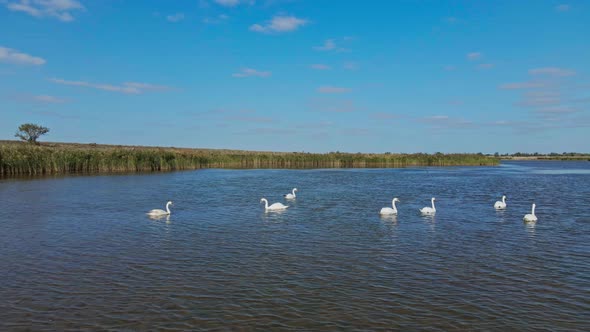 Slow Motion Aerial Filming Drone Flight Over Beautiful Wild White Swans in Lake Waters Lot of