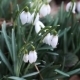 Forest Snowdrops In Sunshine - VideoHive Item for Sale