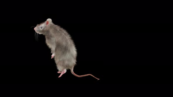 Rat Dancing 4K