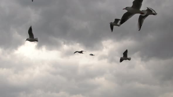 Flock Of Seagulls Flying In Stormy Sky 1