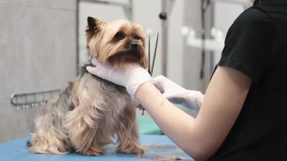 Professional Haircut and Dog Care Yorkshire Terrier in the Grooming Salon