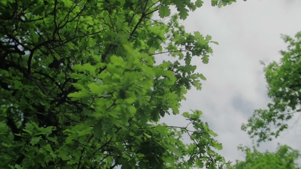 Leaves Isolated On The Sky And Clouds Background 3