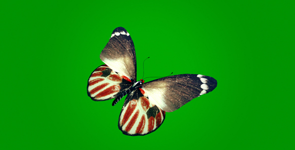 Colorful Butterfly on Green Background