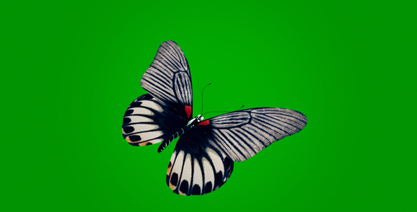 Butterfly With Striped Wings alt