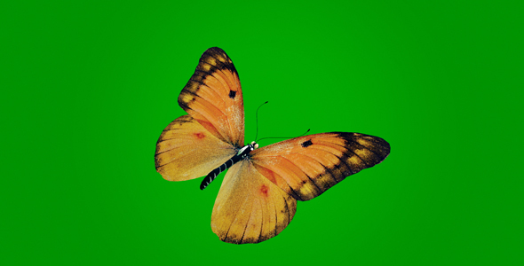 Yellow Butterfly on Green Background