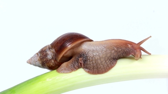 Snail Eats a Leek