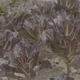 Vegetable Purple Lettuce - VideoHive Item for Sale
