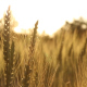 Ears of Wheat Swaying in the Wind Sunrise - VideoHive Item for Sale