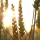 Sun Rays come through Ears of Wheat - VideoHive Item for Sale