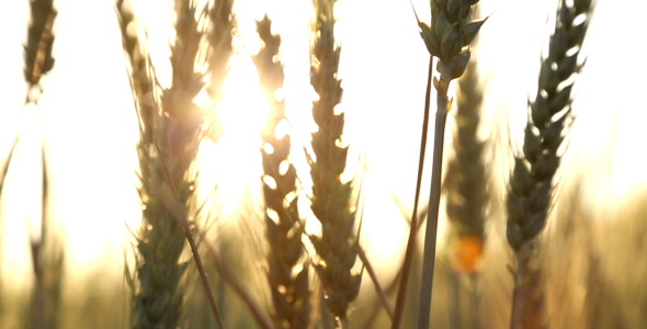 Sun Rays come through Ears of Wheat
