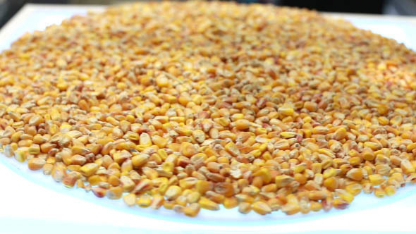 Corn is Spinning on a Plate