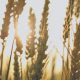 Sun Rays Come through Wheat - VideoHive Item for Sale