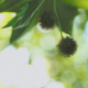 Fruit of Plane Tree - VideoHive Item for Sale