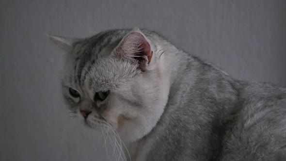 Cute Cat Shaking Fur On Wooden Shelf Under Light From A Window Slow Motion 