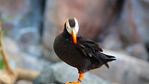 Puffin