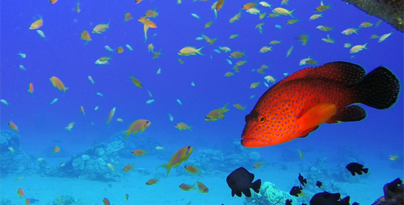 Underwater Colorful Tropical Fish and Table Coral