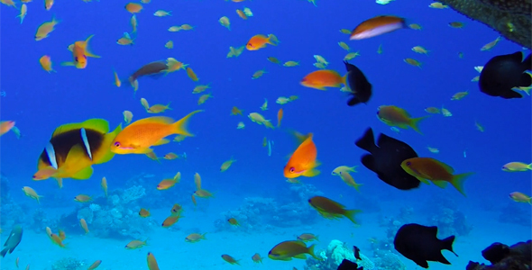 Underwater Colorful Tropical Fishes under Tabel Coral