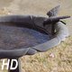 Bird Bath - VideoHive Item for Sale