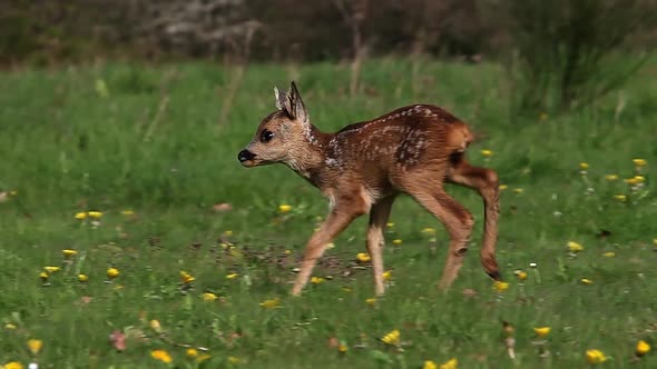 975052 Roe Deer, capreolus capreolus, Fawn in Blooming Meadow, Normandy, Real Time