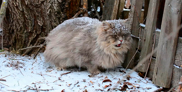 Cat During A Snowfall