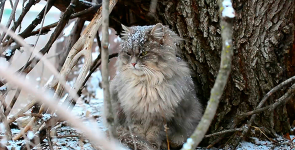  Cat During A Snowfall