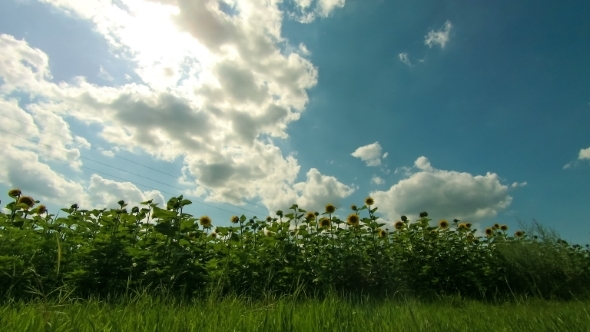 Sunflowers In a Field In The Background Moving